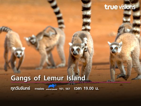 Gangs of Lemur Island