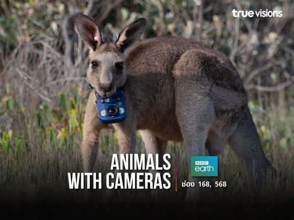 Animals with Cameras